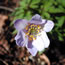 Anemone nemerosa